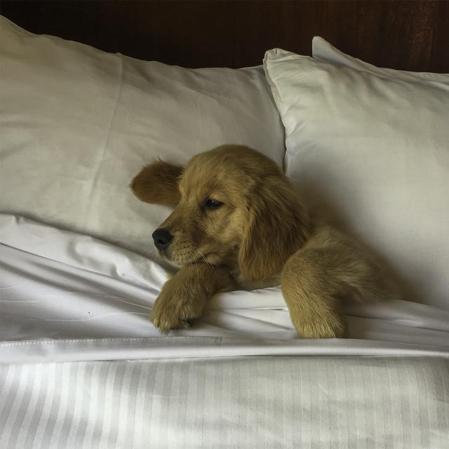 Caribe Royale Orlando Lucy the golden retriever in bed