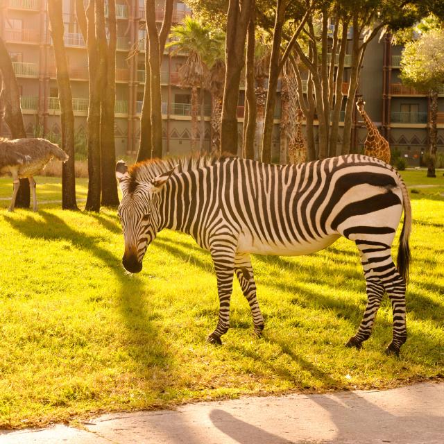 Disney's Animal Kingdom Villas - Jambo House zebra