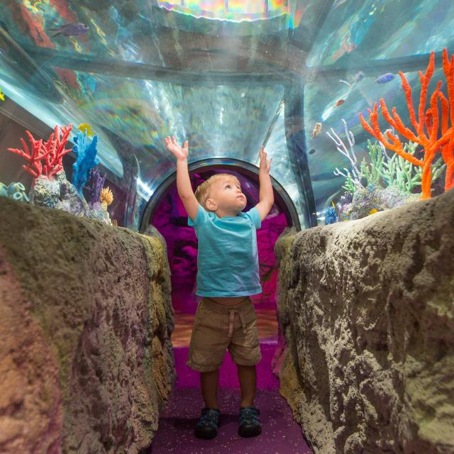 SEA LIFE Orlando Aquarium little boy with hands raised