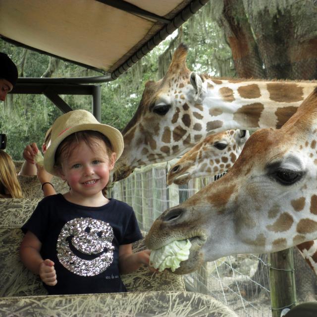 Giraffe Ranch girl feeding the giraffe