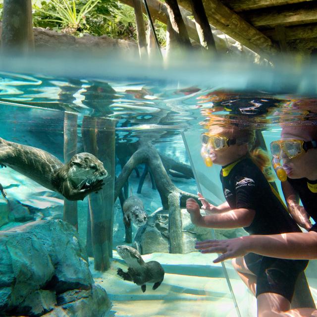 Discovery Cove® kids with otters underwater