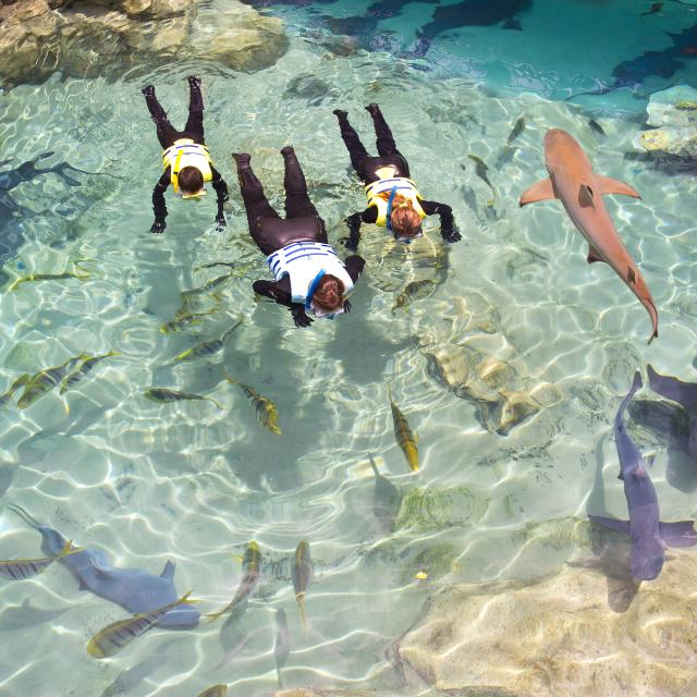 Swimming with sharks at Discovery Cove®