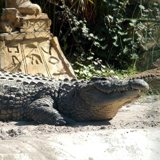 Gatorland alligator