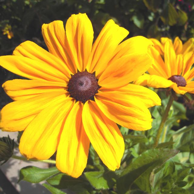 Harry P. Leu Gardens yellow flower