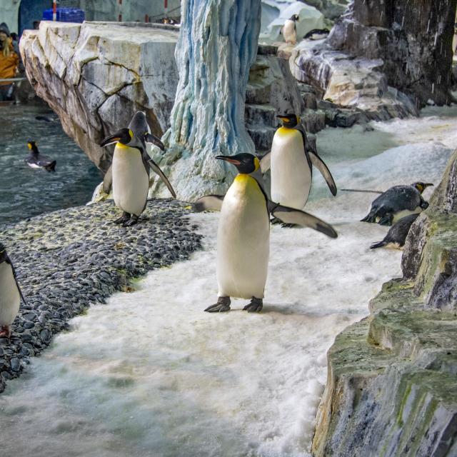 SeaWorld® Orlando penguins antarctica