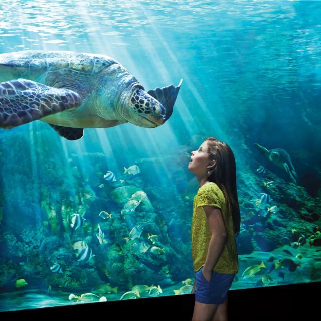 Young girl looking at a turtle at Turtle Trek in SeaWorld® Orlando