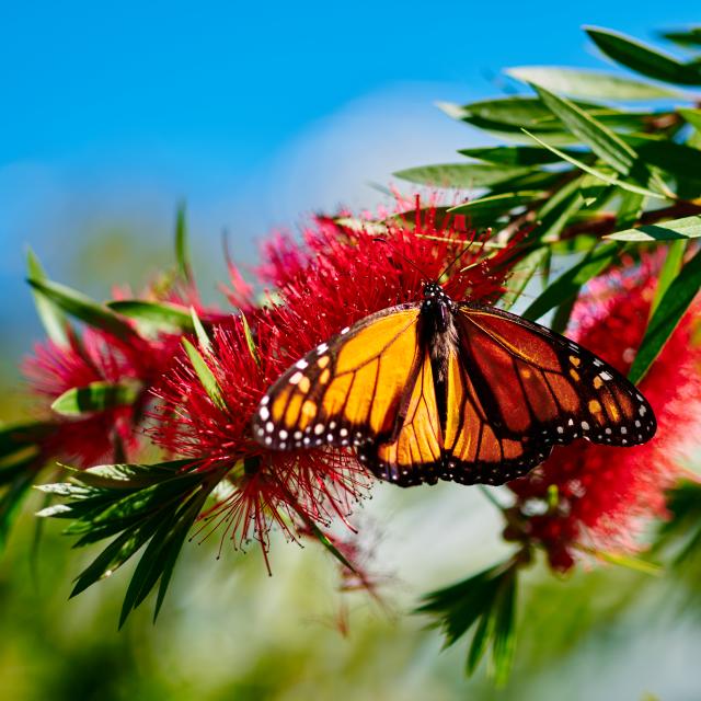 A butterfly on a flower at Harry P. Leu Gardens